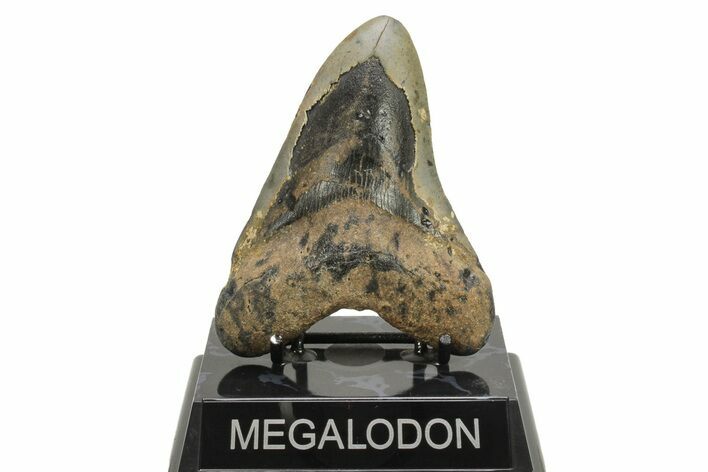 Fossil Megalodon Tooth - North Carolina #294536